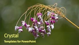  Presentation with lily flower - Amazing PPT theme having purple pink flower of swamp backdrop and a tawny brown colored foreground