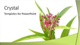  Presentation with pink flowers - PPT theme featuring purple-pink swamp milkweed background and a white colored foreground