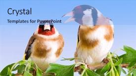  Presentation with purple spring - Amazing slides having purple pipe - goldfinch sitting on a branch backdrop and a  colored foreground