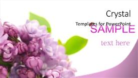  Presentation with lilac flower - PPT theme featuring purple pipe - lilac flower cluster isolated background and a  colored foreground