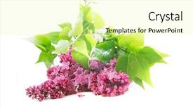  Presentation with purple flowers - Audience pleasing PPT layouts consisting of purple pipe - lilac flowers isolated over white backdrop and a  colored foreground