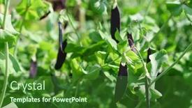  Presentation with peas - PPT theme having purple-podded-peas-in-garden background and a forest green colored foreground