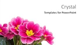  Presentation with purple flowers - Amazing presentation theme having purple-primrose-flowers-in-corner backdrop and a white colored foreground