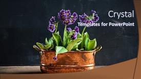  Presentation with purple - Presentation theme enhanced with purple-primrose-in-the-pot background and a wine colored foreground