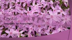  Presentation with purple - Presentation design enhanced with purple-purple-phlox background and a coral colored foreground