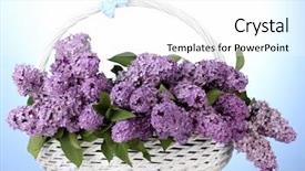  Presentation with flowers - Slides enhanced with purple ribbon - beautiful lilac flowers in basket background and a  colored foreground