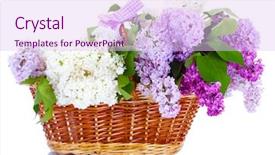  Presentation with flower beautiful lilac border - Slides featuring purple ribbon - beautiful lilac flowers in basket background and a  colored foreground