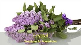  Presentation with white flowers - PPT theme with purple ribbon - beautiful lilac flowers isolated background and a  colored foreground