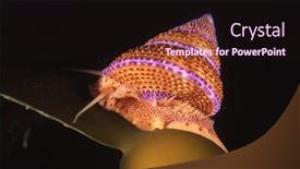  Presentation with snail - Presentation theme featuring purple-ringed-top-snail-crawls background and a wine colored foreground