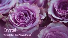  Presentation with flower vintage - Audience pleasing PPT theme consisting of purple rose flower bouquet vintage backdrop and a violet colored foreground