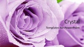  Presentation with purple wedding - Theme having purple rosebuds background and a lavender colored foreground