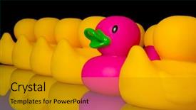  Presentation with rubber duck - Beautiful slides featuring purple rubber duck surrounded by yellow rubber ducks to emphasize individuality- on black background backdrop and a gold colored foreground