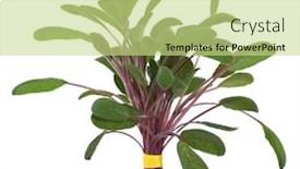  Presentation with sage - Presentation having purple sage herb leaves tied in in a bunch isolated over white background background and a mint green colored foreground
