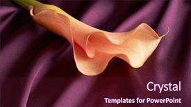  Presentation with calla - Beautiful presentation theme featuring purple satin and orange calla backdrop and a wine colored foreground