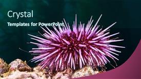  Presentation with favorite food - PPT theme having purple-sea-urchin-rests-atop background and a navy blue colored foreground