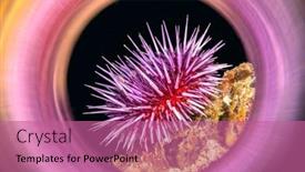  Presentation with sea animals - Colorful presentation theme enhanced with purple-sea-urchin-shot backdrop and a coral colored foreground