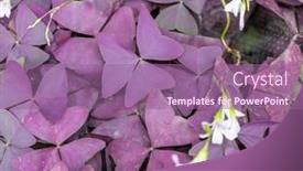  Presentation with purple - Beautiful PPT theme featuring purple-shamrock-in-the-garden backdrop and a coral colored foreground