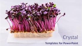  Presentation with purple - Theme having purple-shiso-cress-on-grey background and a sky blue colored foreground