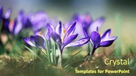  Presentation with purple crocus - Presentation theme consisting of purple-spring-crocus-flowers background and a tawny brown colored foreground