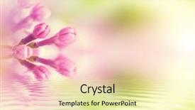  Presentation with purple spring - Audience pleasing slide deck consisting of purple spring lilac flowers blooming close-up water reflection syringa vulgaris backdrop and a blonde colored foreground