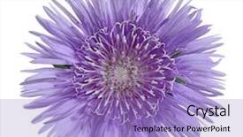  Presentation with rustic purple flower - Beautiful slide deck featuring purple stokesia laevis aster flower backdrop and a light blue colored foreground