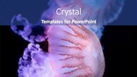  Presentation with jellyfish - Amazing slides having purple-striped-jellyfish-chrysaora-colorata backdrop and a ocean colored foreground