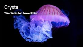  Presentation with jellyfish - Theme consisting of purple-striped-jellyfish-chrysaora-colorata background and a black colored foreground