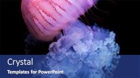  Presentation with jellyfish - Audience pleasing slides consisting of purple-striped-jellyfish-chrysaora-colorata backdrop and a ocean colored foreground