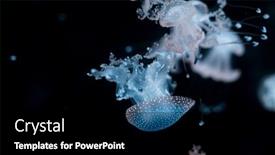  Presentation with jellyfish - Colorful PPT theme enhanced with purple-striped-jellyfish-chrysaora-colorata backdrop and a black colored foreground