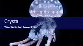  Presentation with jellyfish - Audience pleasing presentation theme consisting of purple-striped-jellyfish-chrysaora-colorata backdrop and a navy blue colored foreground