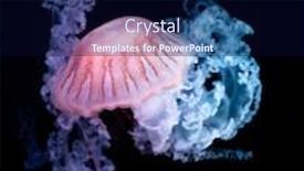  Presentation with jellyfish - PPT theme featuring purple-striped-jellyfish-chrysaora-colorata background and a navy blue colored foreground