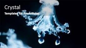  Presentation with jellyfish - Cool new slide set with purple-striped-jellyfish-chrysaora-colorata backdrop and a black colored foreground