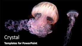  Presentation with jellyfish - Presentation consisting of purple-striped-jellyfish-chrysaora-colorata background and a black colored foreground