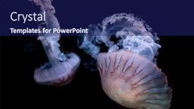  Presentation with jellyfish - Beautiful presentation design featuring purple-striped-jellyfish-chrysaora-colorata backdrop and a navy blue colored foreground