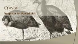  Presentation with nature purple - PPT theme enhanced with purple-swamphen-old-illustration-porphyrio background and a soft green colored foreground