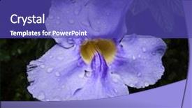  Presentation with trumpet - Amazing slide deck having purple trumpet vine flower at guadeloupe national park backdrop and a violet colored foreground