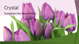  Presentation with purple and gold floral - Beautiful slides featuring purple tulips on white background backdrop and a lilac colored foreground