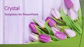  Presentation with tulips - Audience pleasing slide set consisting of purple tulips on wooden table backdrop and a sky blue colored foreground