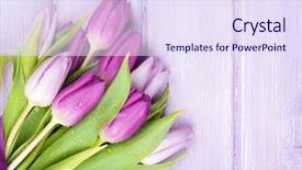  Presentation with empty of wood table top - Beautiful slide deck featuring purple tulips over wooden table backdrop and a sky blue colored foreground