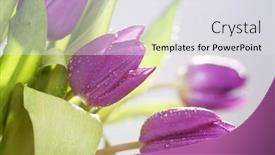  Presentation with photo tulips - Slide deck having purple tulips - retro photo background and a light gray colored foreground