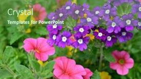  Presentation with purple flowers - Cool new slide deck with purple verbena and pink petunia flowers garden detail backdrop and a tawny brown colored foreground