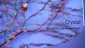  Presentation with purple wall - Slide set consisting of purple-wall-covered-with-ivy background and a light blue colored foreground