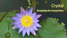  Presentation with water lily - Presentation theme featuring purple water lily background and a tawny brown colored foreground