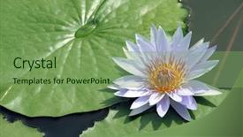  Presentation with water lily - Cool new theme with purple water lily in a pond backdrop and a seafoam green colored foreground