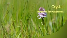  Presentation with nature purple - PPT layouts with purple wild orchid in nature background and a  colored foreground
