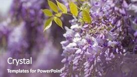  Presentation with purple spring - PPT layouts enhanced with purple wisteria flowers in spring background and a coral colored foreground
