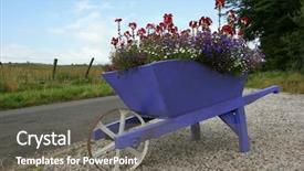  Presentation with purple flowers - Presentation theme consisting of purple wooden wheelbarrow full of flowers standing on gravel with a field and trees to the rear background and a gray colored foreground