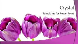  Presentation with purple spring - Audience pleasing PPT layouts consisting of purple yellow - spring background of pink tulips backdrop and a white colored foreground