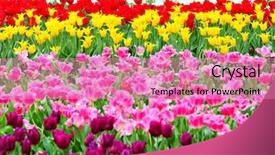  Presentation with tulip - Cool new slide set with purple yellow - tulip in flower field backdrop and a coral colored foreground
