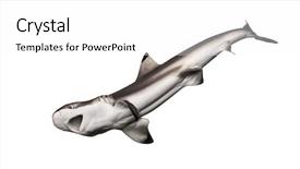  Presentation with hunting - Colorful slide set enhanced with pursue - blacktip reef shark hunting viewed backdrop and a white colored foreground